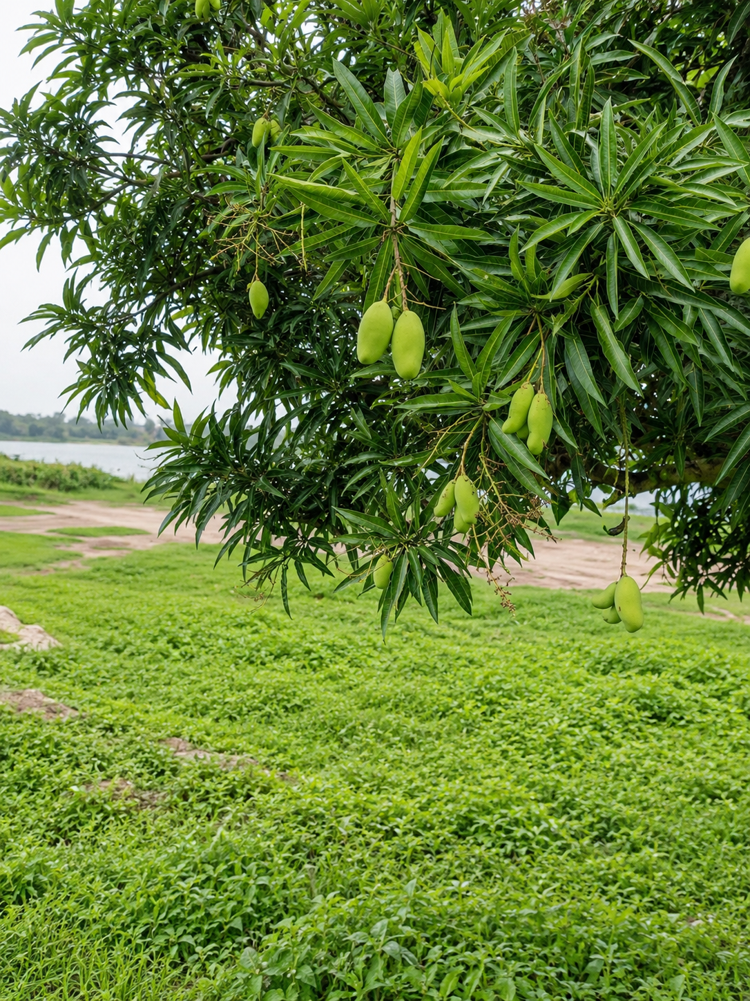 ATM थायलंड आंबा/ATM Thailand Mango