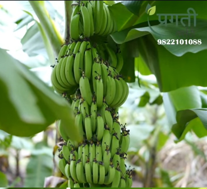 G-9 टिश्यू कल्चर केळी /G-9 tissue culture banana
