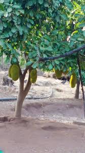 व्हिएतनाम फणस/Vietnamese Jackfruit