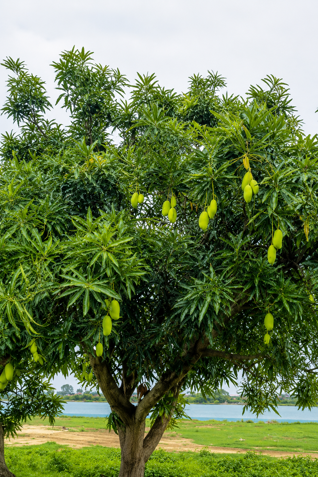 ATM थायलंड आंबा/ATM Thailand Mango