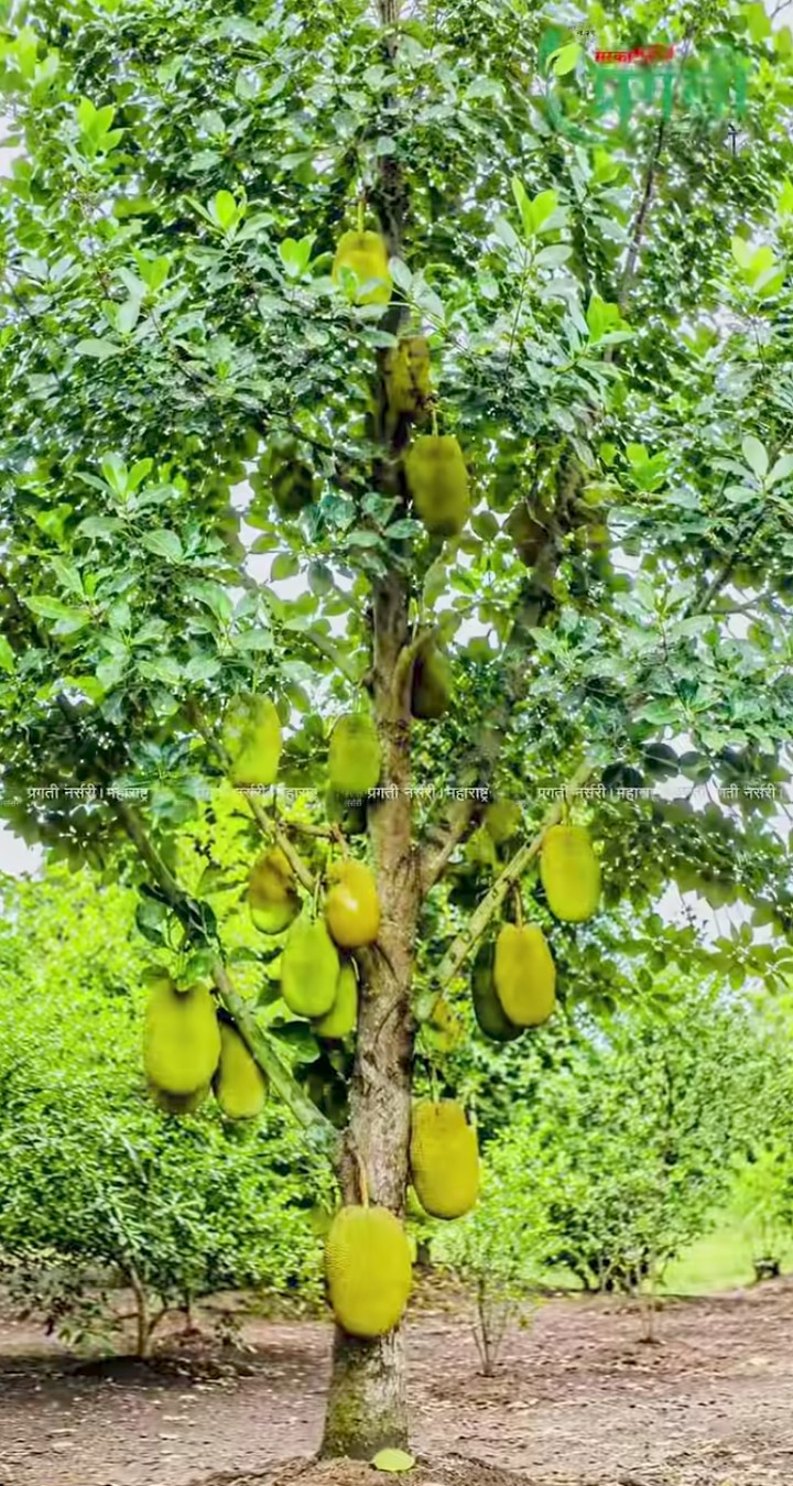 व्हिएतनाम फणस/Vietnamese Jackfruit