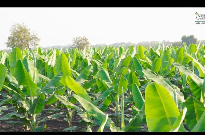 G-9 टिश्यू कल्चर केळी /G-9 tissue culture banana
