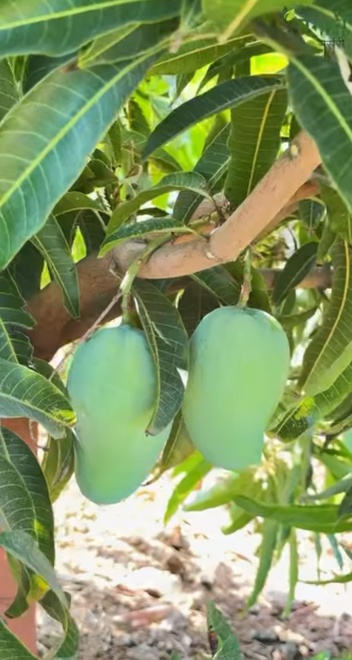 गुजरात केशर /Gujarat Kesar