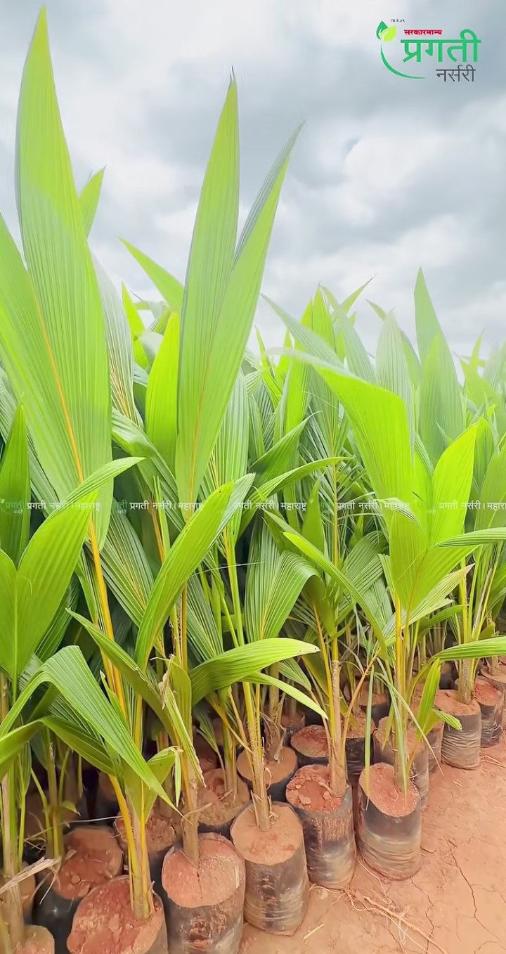 मलेशियन ग्रीन डॉर्फ नारळ/ Malaysian Green Dwarf Coconut
