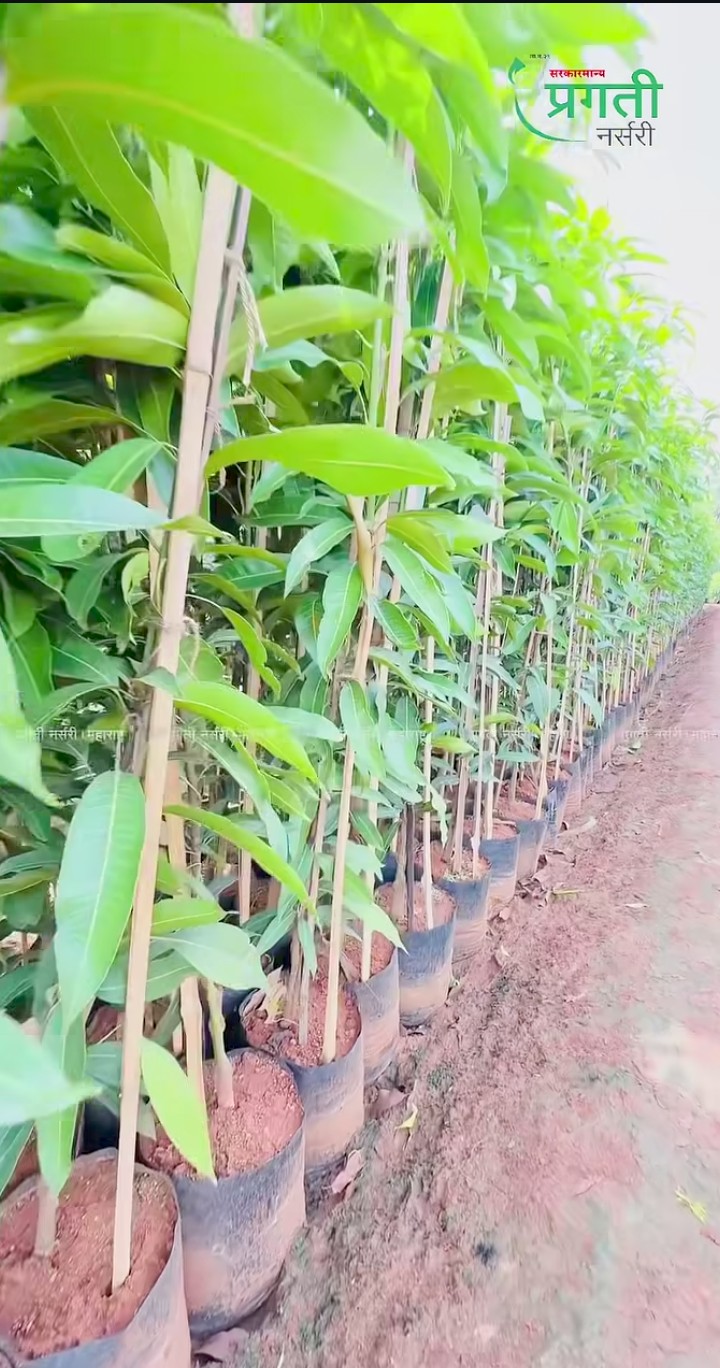 रत्नागिरी केशर/Ratnagiri Kesar
