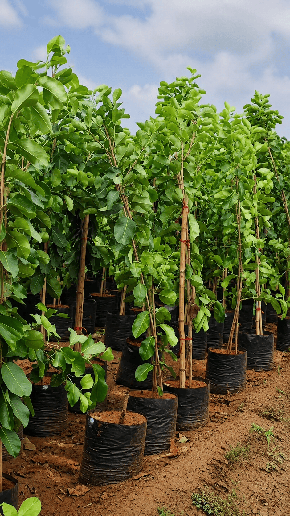 Plant image